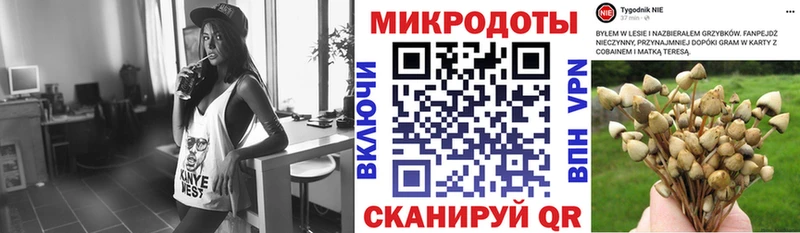 Галлюциногенные грибы Psilocybe  Дербент 
